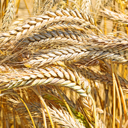 
Francobolli





con categoria Pane e Cottura del Pane


'