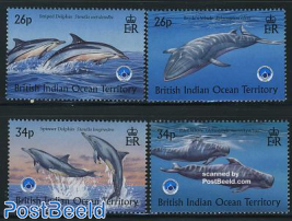 International ocean year, Whales 4v