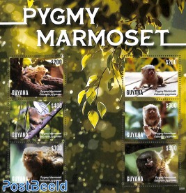 Pygmy Marmoset 6v m/s