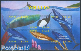 Whales 6v m/s /sperm whale