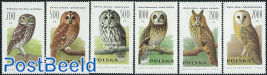 Owls 6v