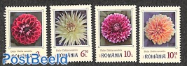 Dahlia's 4v