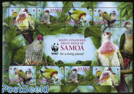 Fruit-Dove of Samoa, WWF m/s