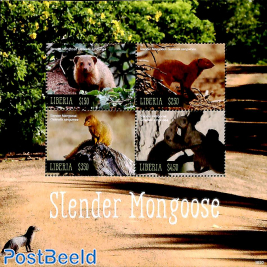 Slender Mongoose 4v m/s