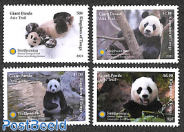 Panda bears 4v