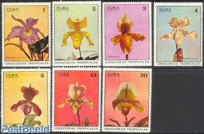 Orchids 7v