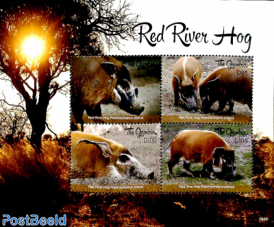 The river hog 4v m/s