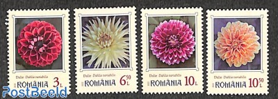 Dahlia's 4v