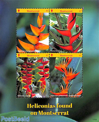 Heliconias 4v m/s