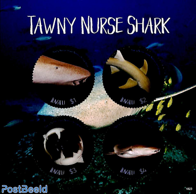 Tawny Nurse Shark 4v m/s